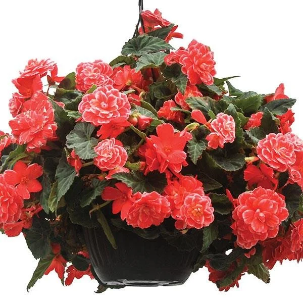 Begonia - On Top Pink Halo