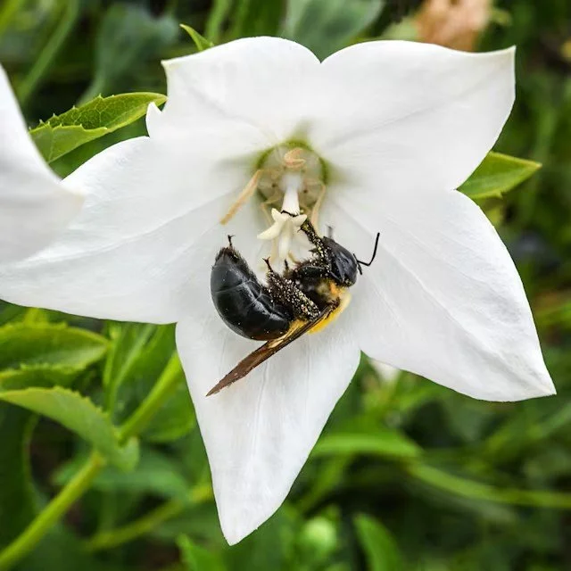 Balloon Flower -  Fuji White