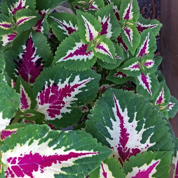 coleus-wizard-rose-container.jpg