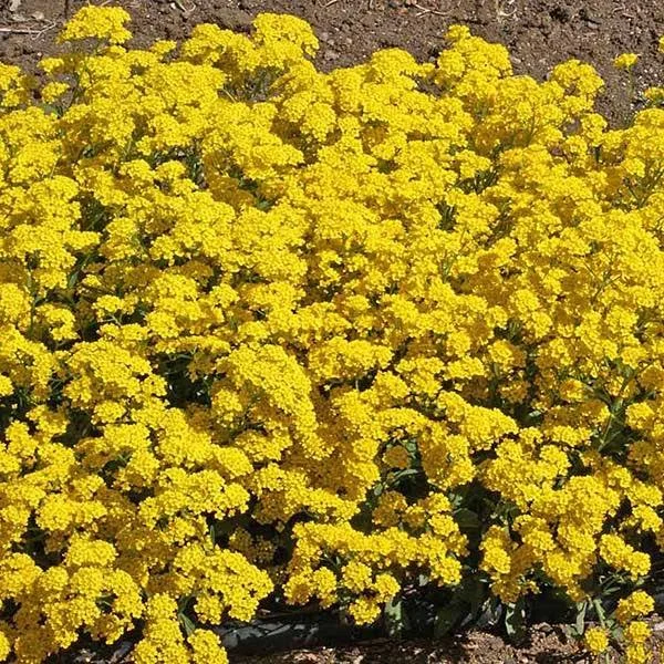 Alyssum - Basket-Of-Gold