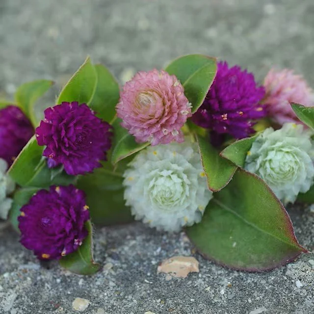 Gomphrena -  Globosa Mixed