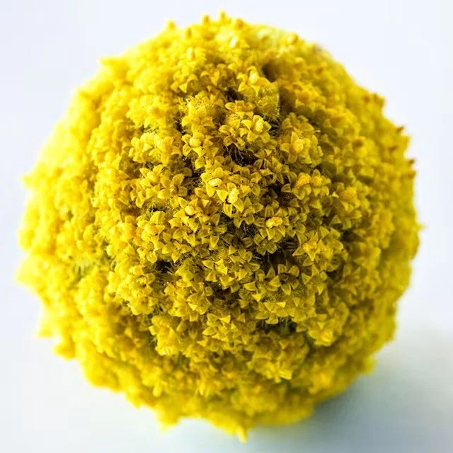crespedia2-yellow-drumstick-lss-dsc_0961.jpg