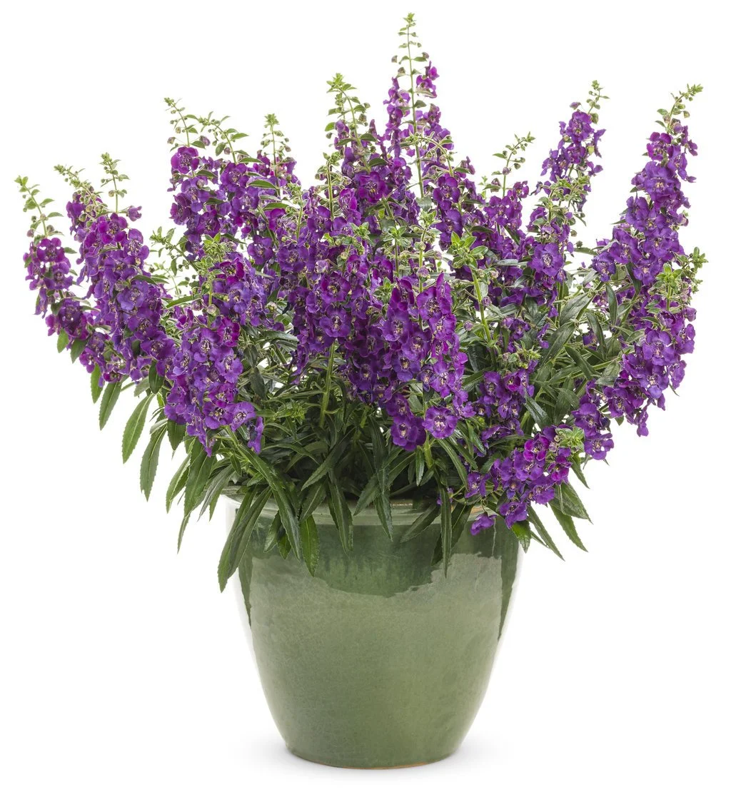 angelonia_angelface_blue_improved_mono.jpg
