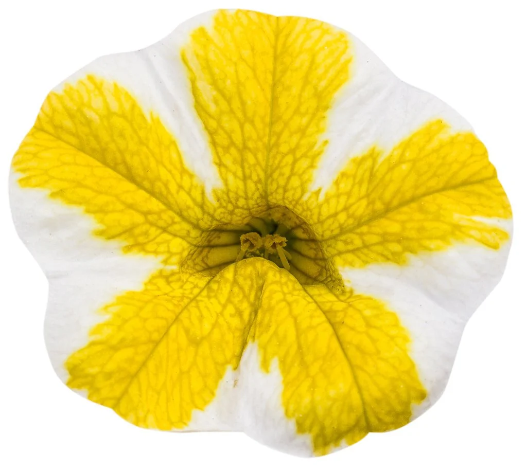 superbells_lemon_slice_bloom.jpg