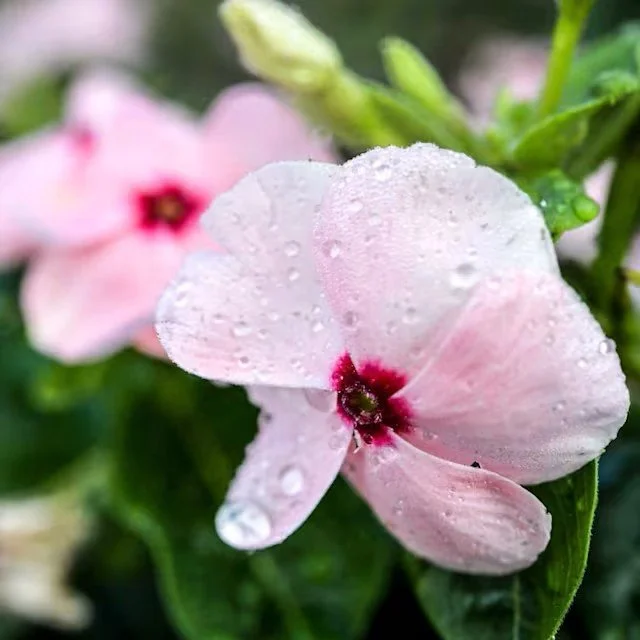 vinca-heatwave-apricot-lss-dsc_3700_1x1-850x850.jpg