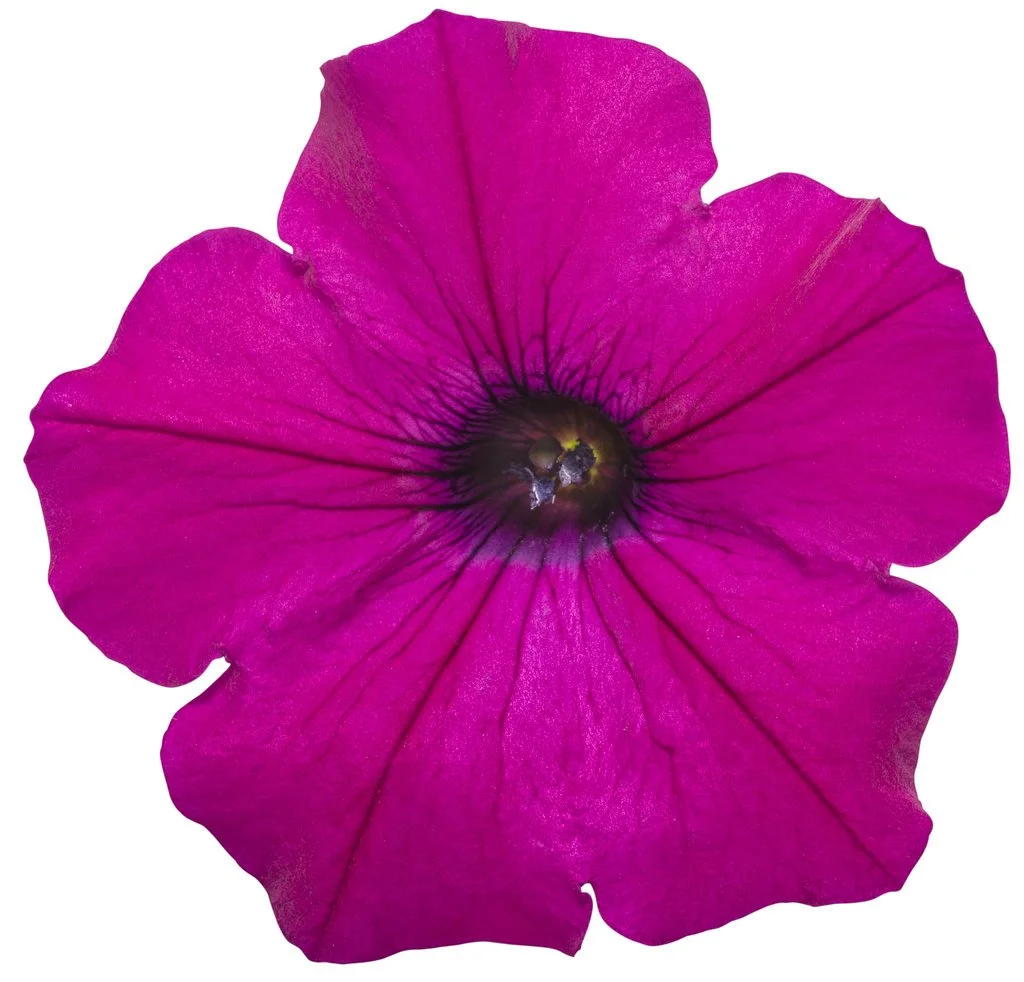 supertunia_royal_magenta_02.jpg