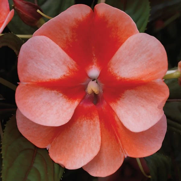 Impatiens - Florific Sweet Orange New Guinea