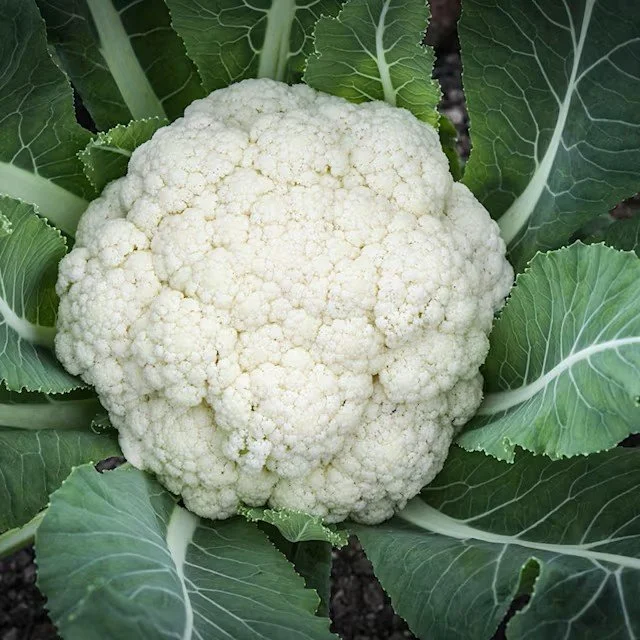cauliflower_amazing_lss_dsc_7657_850x850.jpg