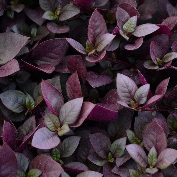 alternanthera-purple-prince.jpg