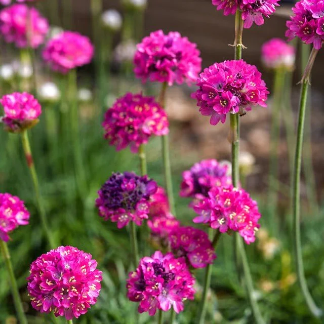 Armeria Maritima -  Morning Star Deep Rose