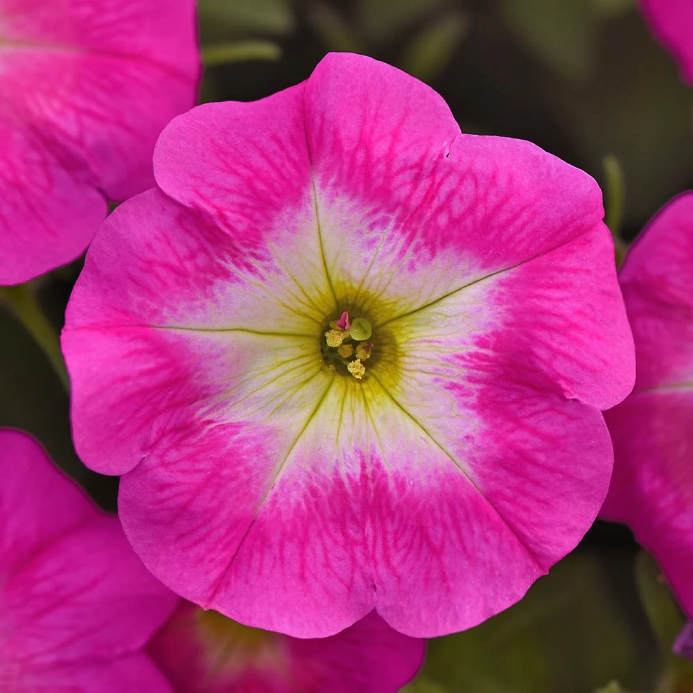 Petunia - E3 Easy Wave Rose Morn