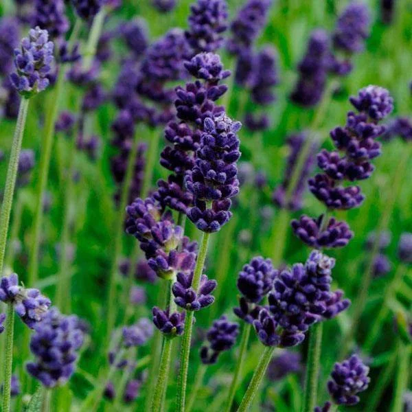 Lavender - Lavance Deep Purple