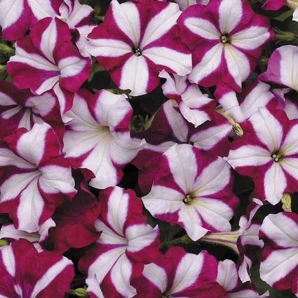 petunia-easy-wave-burgundy-star-flowers.jpg