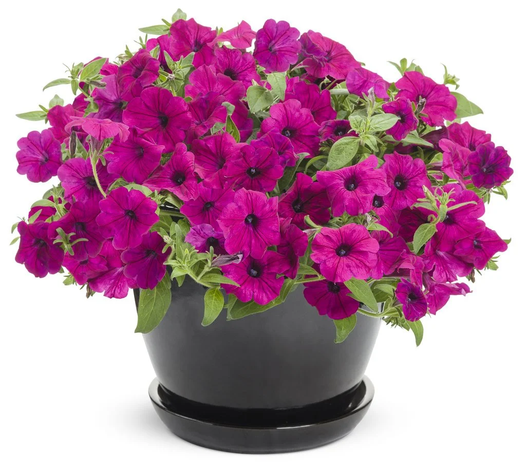 supertunia_royal_magenta_improved_mono.jpg