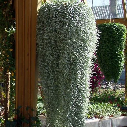 Dichondra - Silver Falls