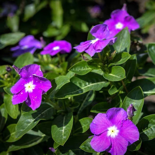 vinca-heatwave-blue-eye-lss-dsc_9348_1x1-850x850.jpg