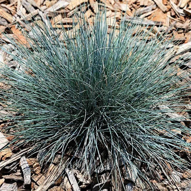 grass2-blue-buddy-zs001.jpg