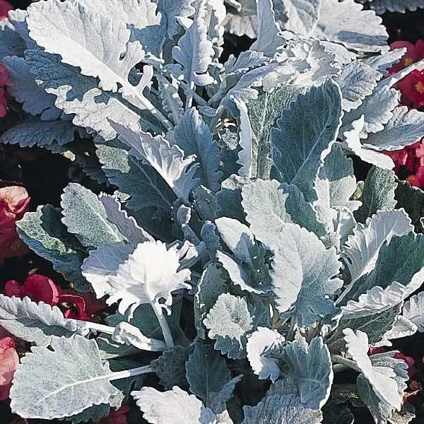 Dusty Miller - New Look