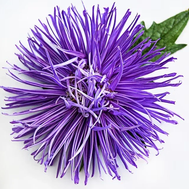 aster-valkyrie-purple-lss-dsc_7472.jpg