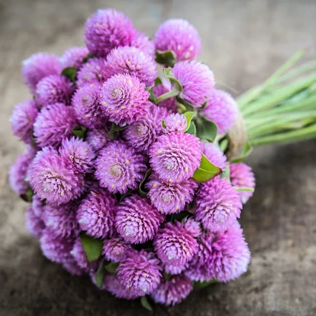 gomphrena_salmon_pastel_lss_dsc_8893_850x850.jpg