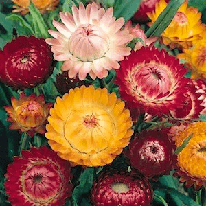 Strawflower - Swiss Giants Mix