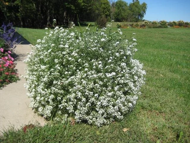 SweetAlyssum_snow_princess.jpg