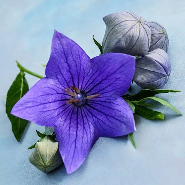Balloon Flower -  Fuji Blue