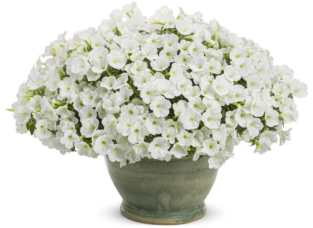 supertunia_white_charm_mono.jpg