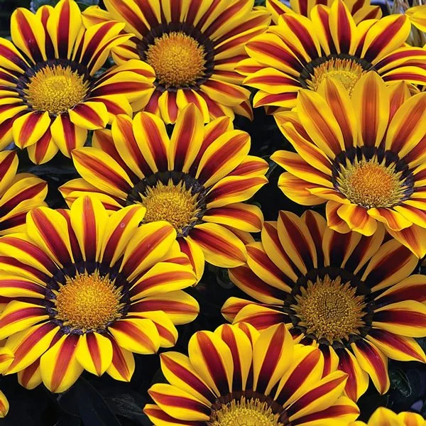 Gazania - Big Kiss Yellow Flame