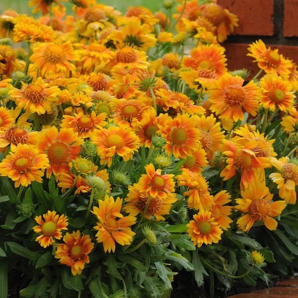 Gaillardia - Mesa Peach