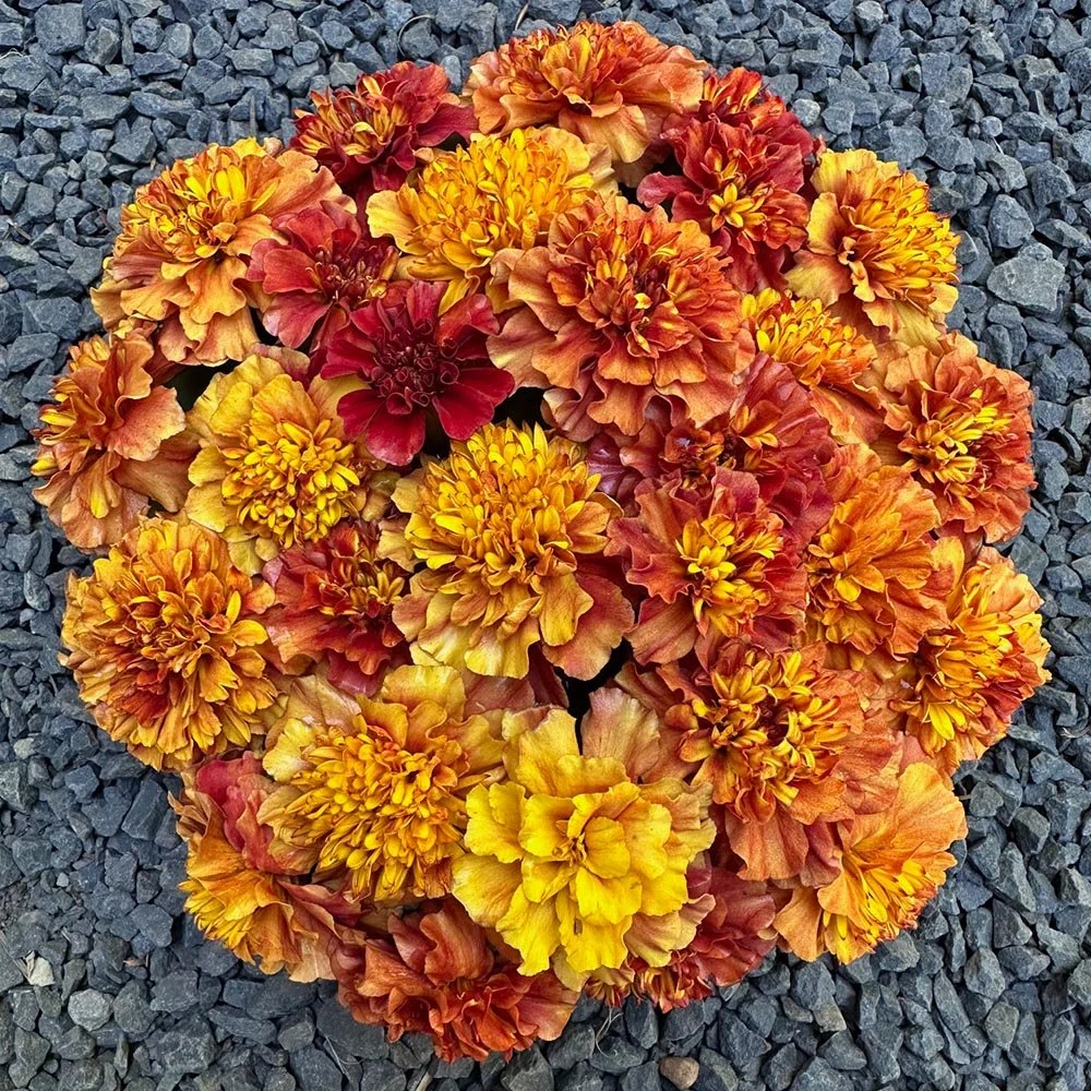 marigold-strawberry-blonde-flowers.jpg