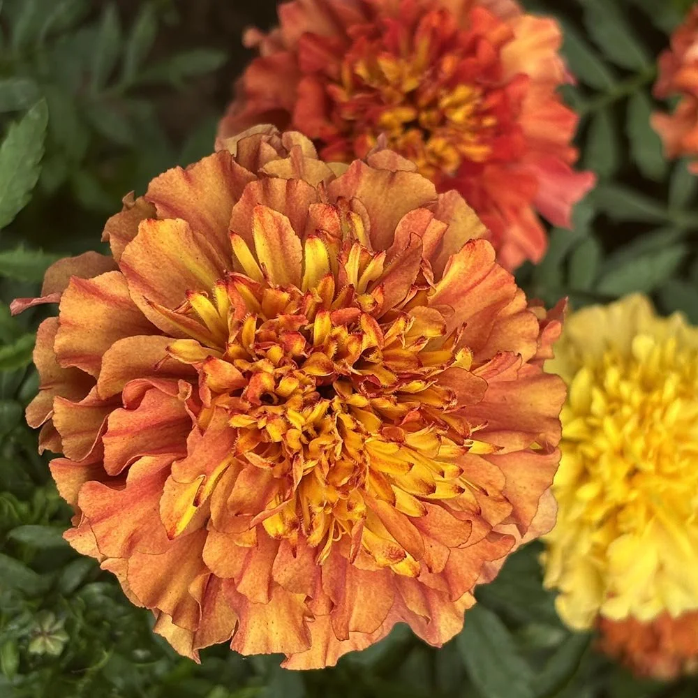marigold-strawberry-blonde-flower.jpg