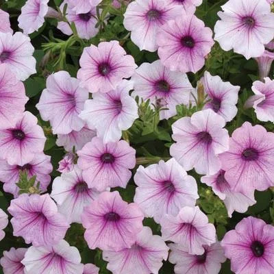 Petunia - Shock Wave Pink Vein