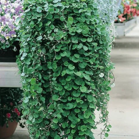 Dichondra - Emerald Falls