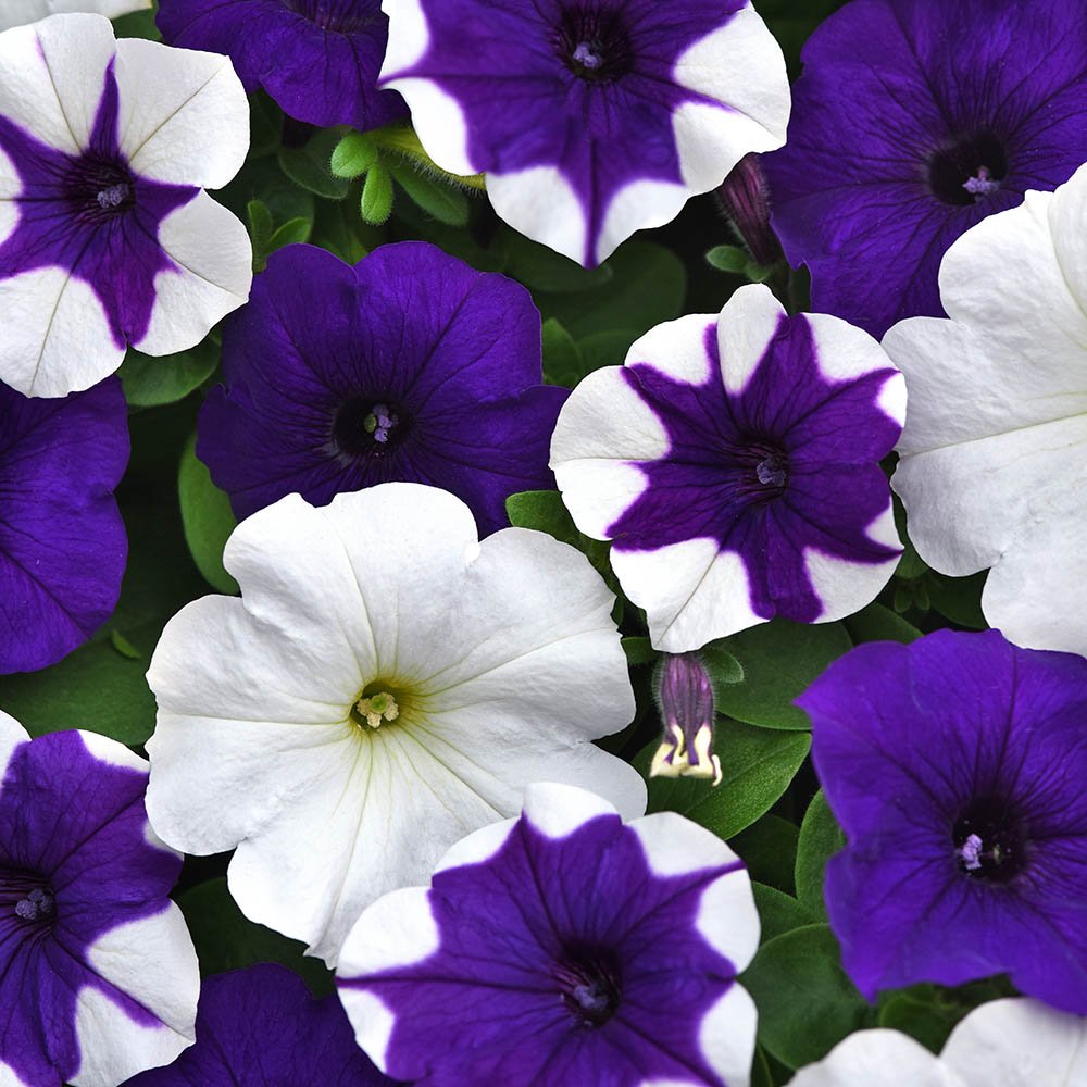 Petunia - E3 Easy Wave Deja Vu Mix