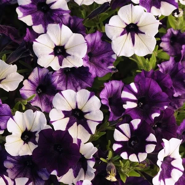 Petunia - Shock Wave Purple Tie Dye