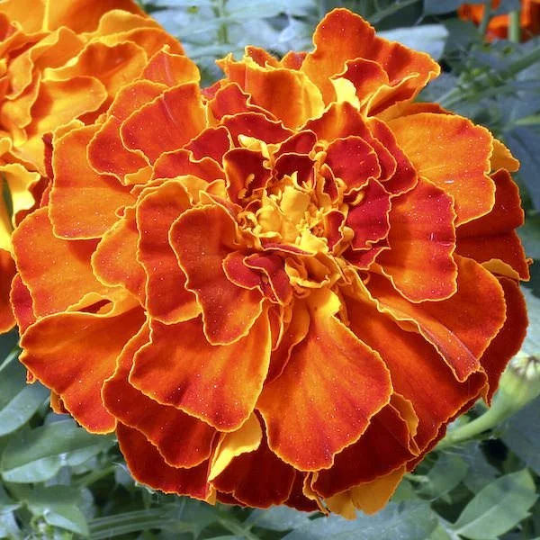 Marigold - Zenith Red