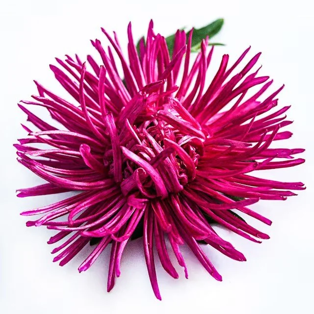 aster-valkyrie-scarlet-lss-dsc_7729.jpg