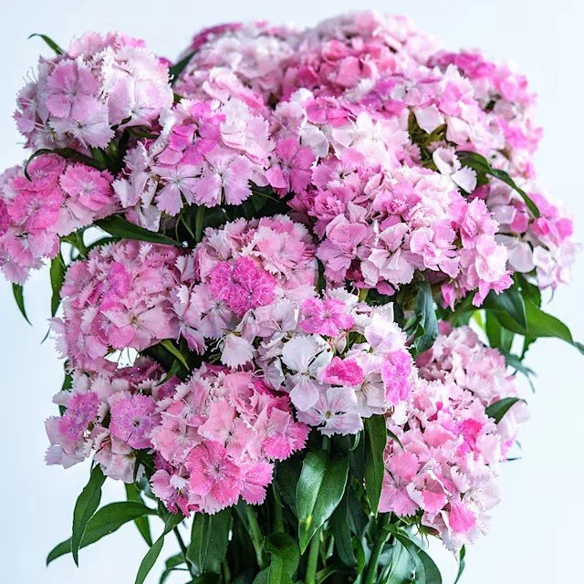 Dianthus -  Flora Pearl Appleblossom