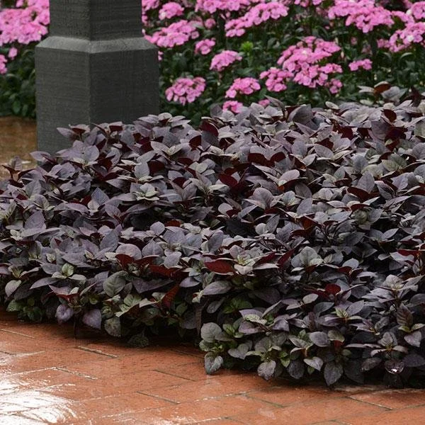 Alternanthera - Purple Prince
