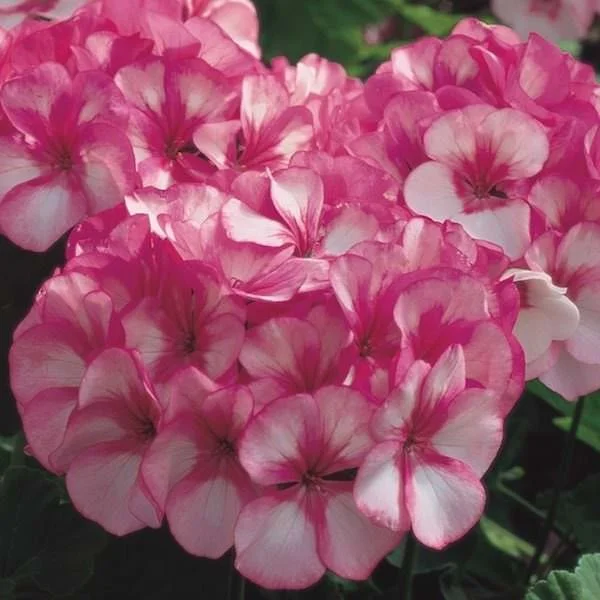 Geranium - Maverick Star