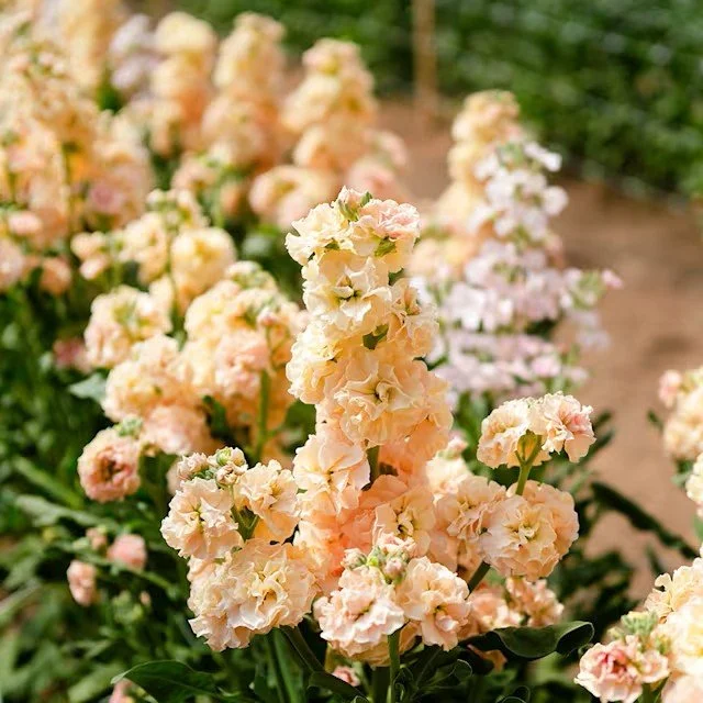 Stock -  Chanter Cedo Apricot