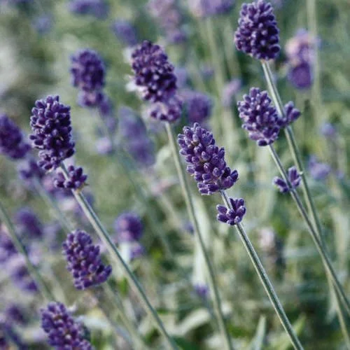Lavender - Vincenza Blue
