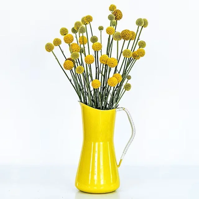 Craspedia -  Yellow Drumstick