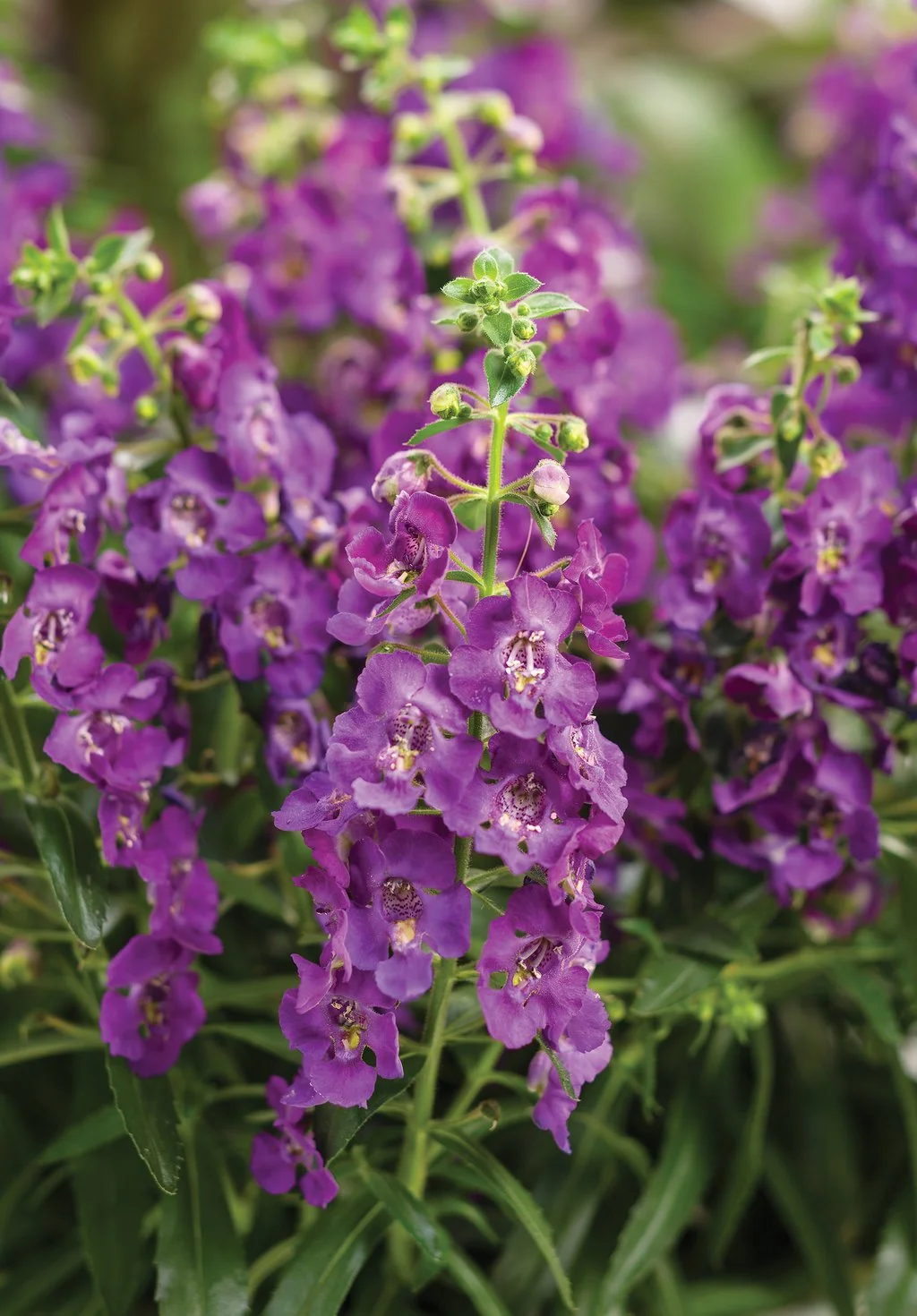 angelonia_angelface_blue_improved.jpg