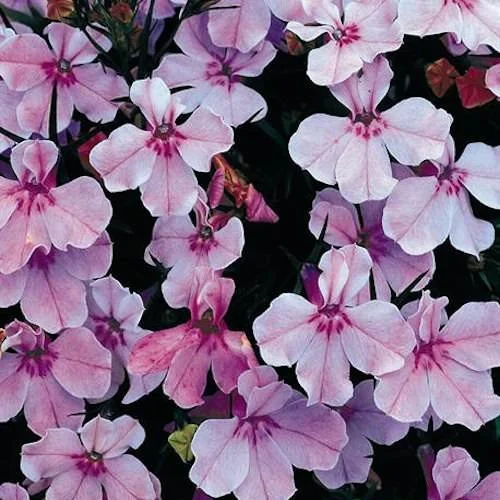 Lobelia - Regatta Lilac