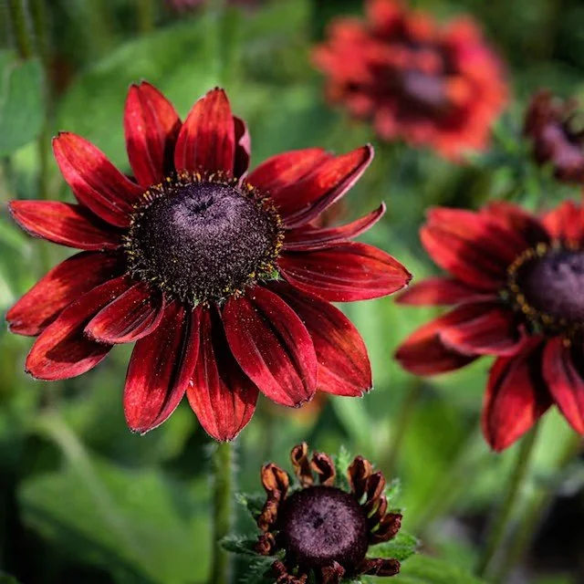 Rudbeckia -  Cherry Brandy