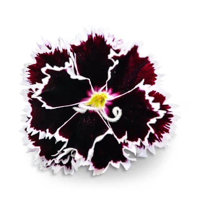 FL364-Dianthus_Seeds_Zebra_Crossing_2_adjcfg.jpg