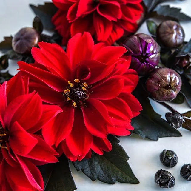 Dahlia -  Black Forest Ruby