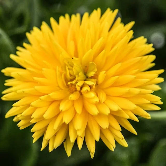 Calendula -  Yellow Porcupine